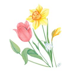 Bio Serv Spring Melody  40x40 60ct von Duni