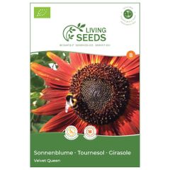 Bio Sonnenblume Velvet Queen 4.85g Saatgut von Living Seeds
