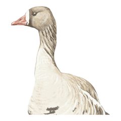 Dunisoft Servietten 40x40 60ct von Duni