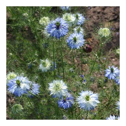 Bio Jungfer im Grnen 4.85g Saatgut von Living Seeds jetzt online kaufen!