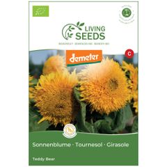 Bio Sonnenblume Teddy Bear 5.1g Saatgut von Living Seeds