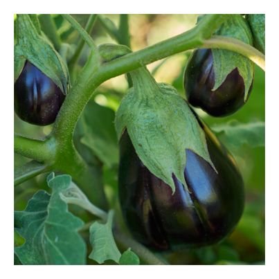 Bio Aubergine Black Beauty 3.75g Saatgut von Living Seeds jetzt online  kaufen!