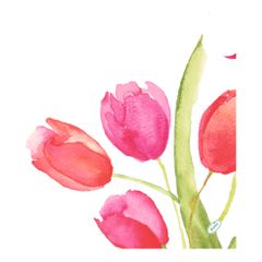 Bio Serv Painted Tulips 40x40 60ct von Duni
