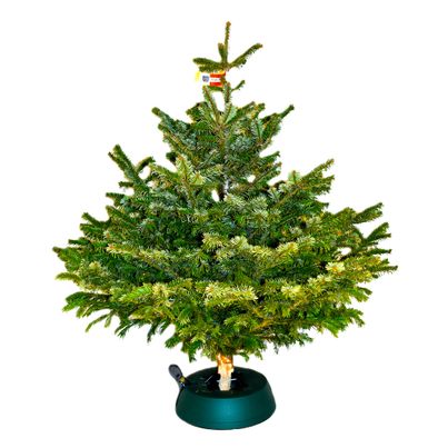 Premium Christbaum Nordmanntanne - 1.00m