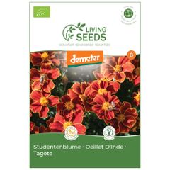 Bio Nelke 4.1g Saatgut von Living Seeds