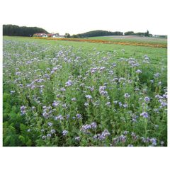 Bio Phacelia Gipha Samen - 5er Vorteilspack von Reinsaat