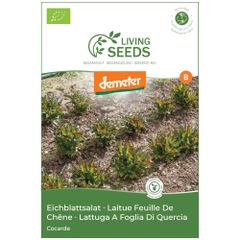 Bio Eichblatt Salat grün Cocarde 4.1g Saatgut von Living Seeds