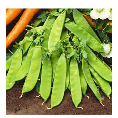 Bio Zuckererbse Norli 13.6g Saatgut von Living Seeds jetzt online kaufen!