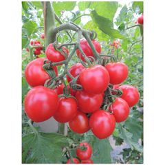Organic Ruthje Tomato Seeds – 5-pack value pack from Reinsaat
