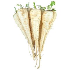 Bio Pastinak Stella - 5er Vorteilspack von Reinsaat