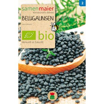 Bio Belugalinsen - Saatgut für zirka 100 Pflanzen