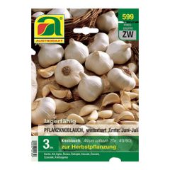 Zwiebelknollen Herbst  von Austrosaat