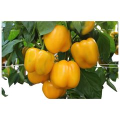 Bio Blockpaprika Cubo Yellow - 5er Vorteilspack von Reinsaat