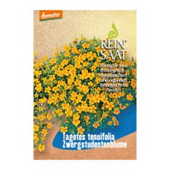 Bio Zwergstudentenblume Saatgut - 1 Beutel - 5er Vorteilspack von Reinsaat