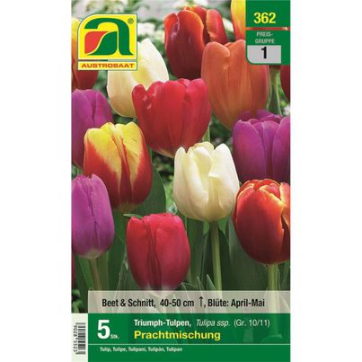 Flower bulb Autumn 1 from Austrosaat