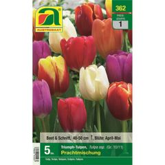 Flower bulb Autumn 1 from Austrosaat